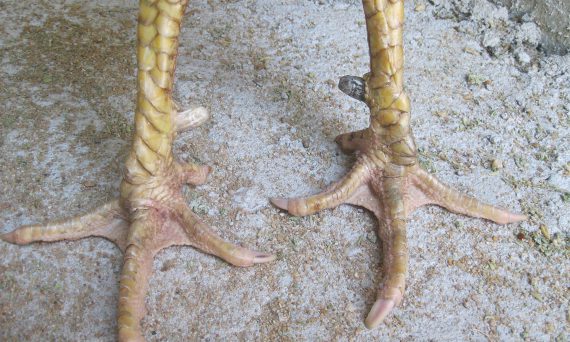 Gà Bị Yếu Chân Và Cách Chữa Trị Hiệu Quả Nhất 26 các dị tướng gà linh kê