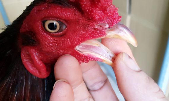 Gà Linh Kê - Các Dị Tướng Nhận Biết Gà Linh Kê 40 các đị tướng gà linh kê