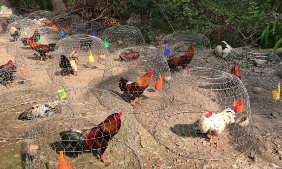 HƯỚNG DẪN TẮM NẮNG CHO GÀ ĐÁ ĐÚNG CÁCH 22 tắm nắng cho gà đá