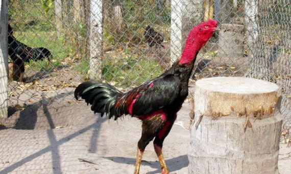 Những lý do tại sao nuôi gà nòi lại giấu nghề 26 tắm nắng cho gà đá