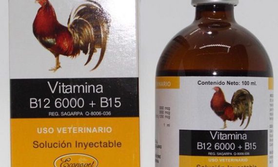 Lợi Ích Của Việc Nuôi Gà Đá Bằng Thuốc 17 Nuôi gà đá bằng thuốc