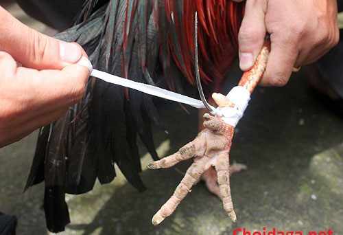 Lên cựa gà chuẩn không làm cấn chân gà đá 13 cách băng cựa gà đá chuẩn xác