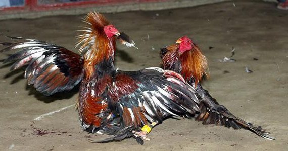 Nuôi thúc gà đá trong thời gia ngắn tham gia choidaga 1 Chiêu trò đá gà cựa sắt