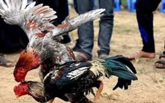 Khắc chế lối gà đá trong đá gà đòn 50 Gà thần kê tử mị