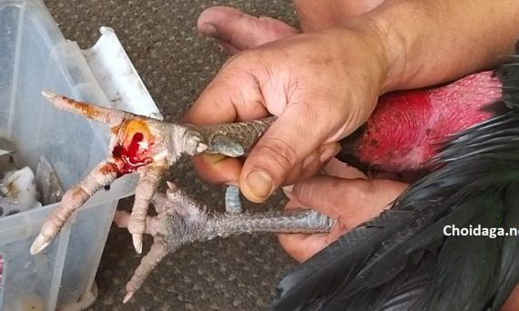 Nhận Biết Gà Bị Đinh Chân Và Cách Khắc Phục 23 gà bị đinh chân