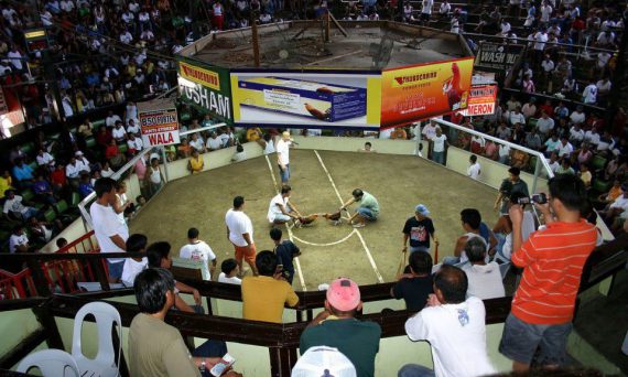 Đấu Trường Thomo Sân Chơi Đá Gà Lớn nhất Đông Nam Á 40 đấu trường thomo