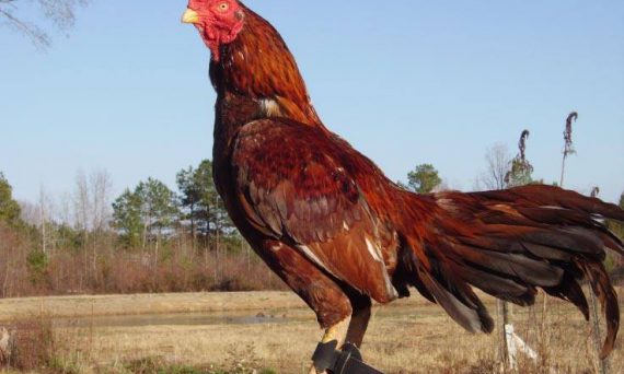 Dòng gà Asil - Chiến kê trong đá gà cựa sắt 6 dòng gà asil