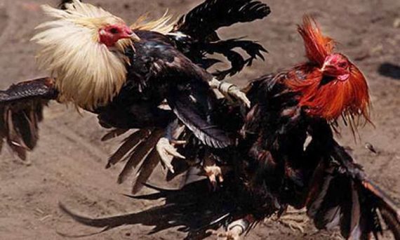 Nuôi gà chế độ biệt dưỡng và những điều cần lưu ý 26 đá gà trực tuyến