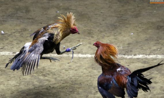 Cách sửa gà nhanh của các nài gà chuyên choi da ga 17 đá gà cựa sắt