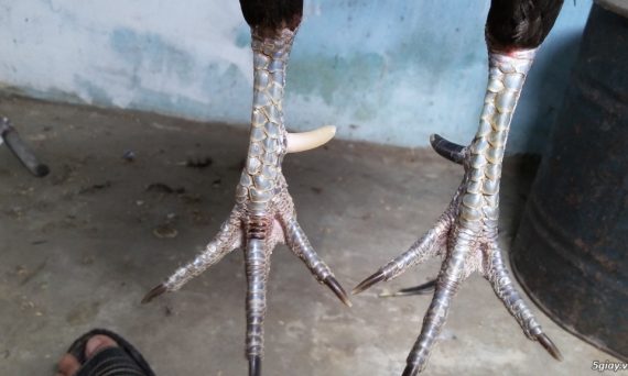 Gà cựa nhật nguyệt - Thần kê lộ tướng đá siêu hay 21 Gà cựa nhật nguyêt