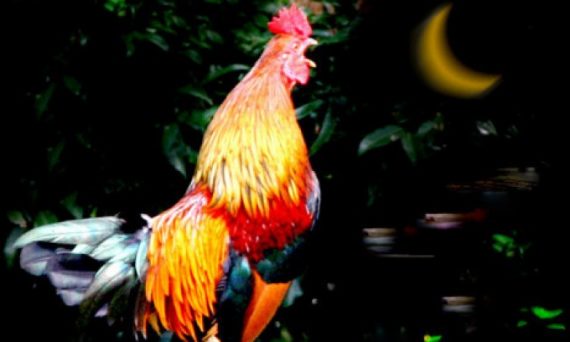 Bí ẩn tiếng gà gáy đêm không phải ai cũng biết 22 Nhận biết gà đá hay qua tiếng gáy
