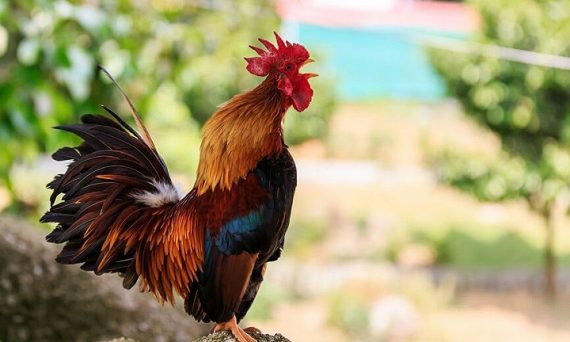 Cách nhận biết gà đá hay qua tiếng gáy 35 Nhận biết gà đá hay qua tiếng gáy