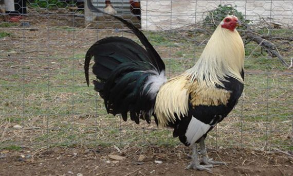 Gà mỹ và giáp chiến kê nào đá hay hơn 11 gà mỹ