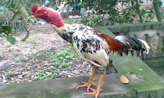 Chơi đá gà và nhận biết các huyệt tử của gà đá 1 gà ngũ sắc