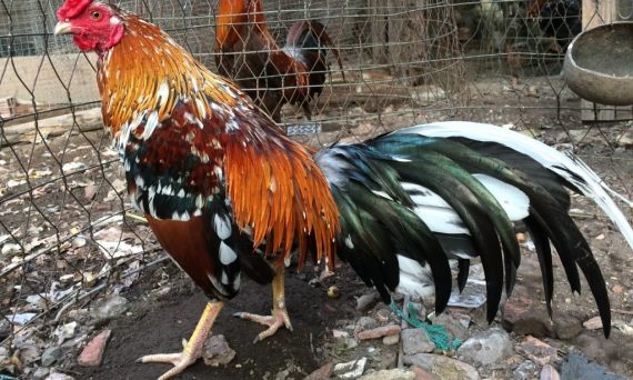 Gà ngũ sắc màu gà mạnh thuộc hàng gà linh 1 gà ngũ sắc