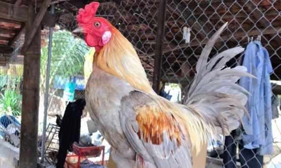 Cách nuôi gà đá nhanh dạng không bị nhát người 12 nuôi gà đá dạng