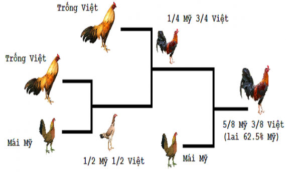 Phương pháp đổ gà tạo dòng mới hoàn hảo đá hay 31 Phương pháp đỗ gà