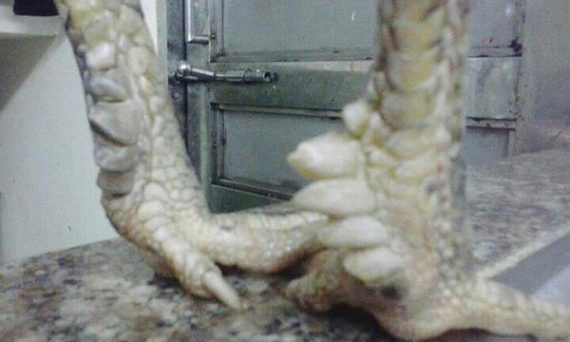 Gà lục đinh - Thông tin về chiến kê 6 cựa 39 cựa gà tre đẹp