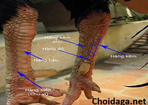 Xem vảy độ để biết gà đá hay không 6 xem vảy độ