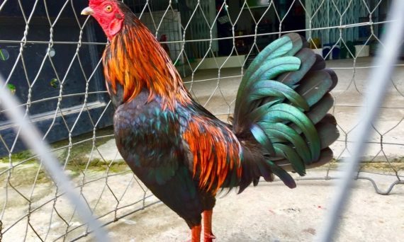 Gà Asil lai có những ưu điểm mà không phải ai cũng biết 26 gà asil lai