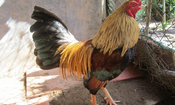 Gà chuối đá ngày nào tốt nhất theo sách kinh kê 38 gà chuối