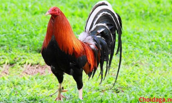 Những kinh nghiệm cần biết khi nuôi gà mùa nóng 1 gà kelso