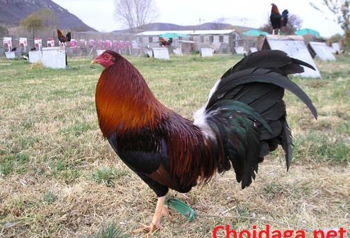 Gà mỹ lai asil giống gà lai mang sức mạnh hủy diệt 41 gà kelso