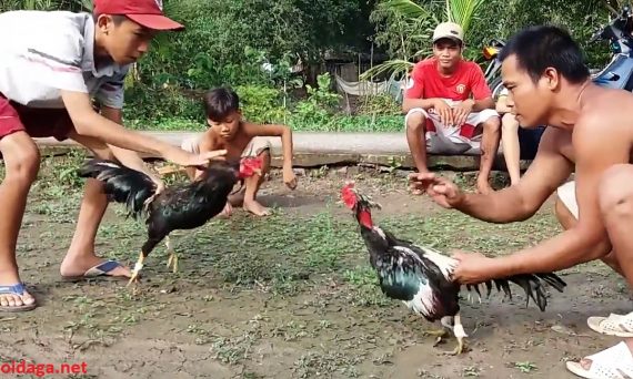 Mở mỏ gà chọi và những điều cần lưu ý 27 da ga mien tay