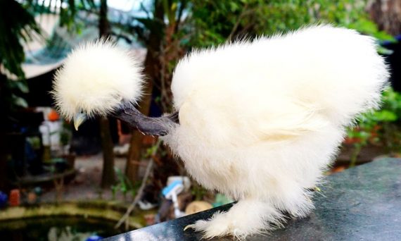 Gà cổ rắn giống gà độc lạ được nhiều dân chơi săn lùng 47 gà cổ rắn