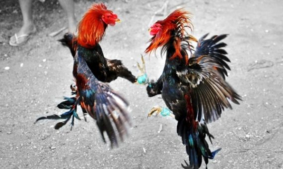 Gà đá đẳng cấp với lực mạnh phải nuôi như thế nào? 7 chơi đá gà