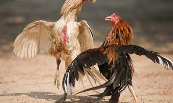 Huấn luyện gà chọi khắc phục tình trạng gà chạy xe 29 choidaga