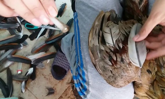 Tết lông cánh cho gà theo đúng chuẩn kỹ thuật chơi đá gà 7 tết lông cánh gà chọi