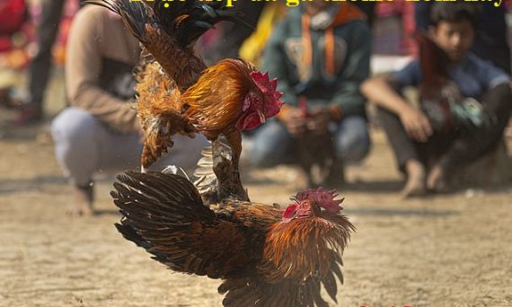 TT ga da thomo hom nay - Trực tiếp đá gà 4 trực tiếp đá gà thomo hôm nay