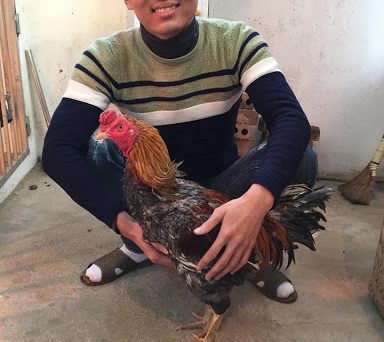 Hậu duệ "xám chíp" con của xám messi vang danh đất bắc 1 gà xám chíp