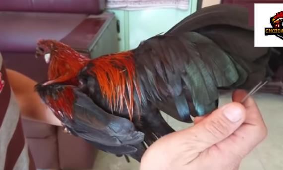 Tỉa lông đuôi gà tre và cách trị gà mổ phá lông 1 http://choidaga.net/truc-tiep-da-ga/