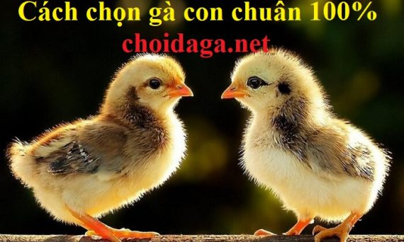 Cách chọn gà con trống mái chuẩn xác 100% 7 chọn gà con