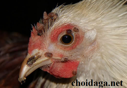 Gà chọi bị nổi trái mùa nắng và cách khắc phục 36 bệnh đậu gà