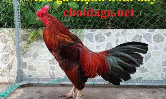 Màu gà mạnh hôm nay theo phong thủy kinh kê 10 màu gà mạnh hôm nay