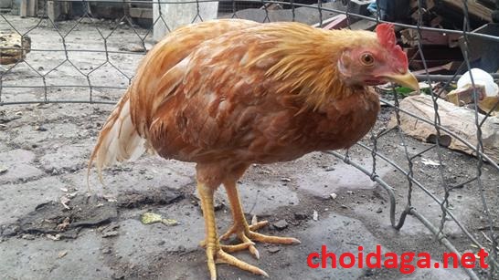Trị gà đá bị liệt chân nhanh khỏi hay nhất hiện nay 14 gà bị liệt chân