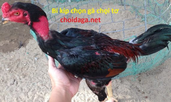 Bí kíp chọn gà tơ để nuôi chế độ đi da ga thomo 30 chọn gà chọi tơ