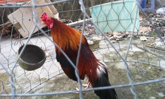 Dị kê đá siêu hay dù mang vẻ ngoài vô cùng xấu xí 37 gà đuôi cúp