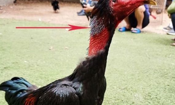 Gà lông lỡ và những điều cần biết trong chăm sóc gà chọi 6 gà lông lỡ