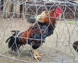 Gà đá thay lông và chế độ chăm sóc sư kê cần biết 32 gà lông xước