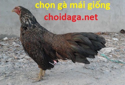 Đúc thần kê phải biết nguyên tắc chọn gà mái giống 1 đẹp có giỏi mới sinh ra những đàn con chất lượng. Vì thế chúng ta ưu tiên chọn lựa gà mái chọi có gà bố mẹ nổi tiếng hoặc là 1 tông dòng nào đó. Khi đã tìm được gà mái chọi theo tông hoặc dòng gà nổi tiếng. Chúng ta không nên mua 1 đôi trống mái về để sinh sản. Sẽ rất dễ tạo ra những con gà dị tật vì giao phối cận huyết.