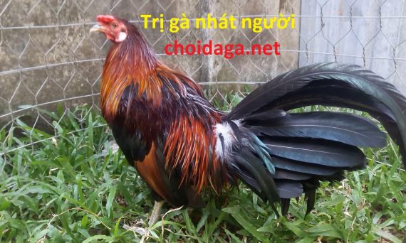 Trị gà nhát người và cách tập thể lực cho gà nuôi nhốt 45 trị gà nhát người