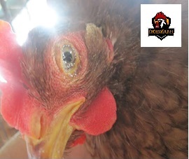 Gà chọi sưng mắt và cách chữ trị hiệu quả 38 trị gà sưng mắt