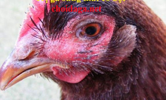 Trị gà bị sưng mắt có bọt dứt điểm nhanh chóng 7 trị gà sưng mắt