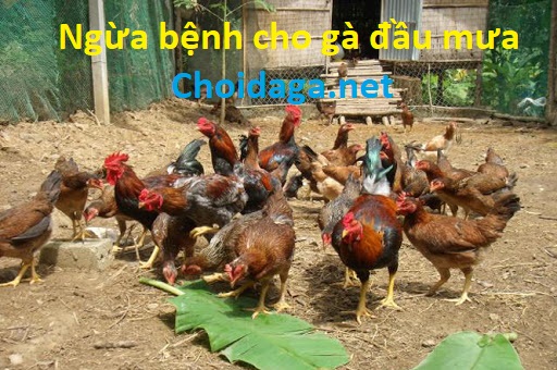 Ngừa bệnh cho gà đầu mùa mưa để gà có sức khỏe tốt 43 gathit