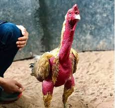 Cho gà uống mật ong thực phẩm bổ dưỡng cho gà đá 17 cho gà uống mật ong