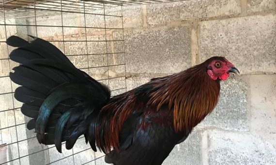 Đá gà giáp - Chiến kê làm mưa gió các sới gà hiện nay 55 gà giáp hatch